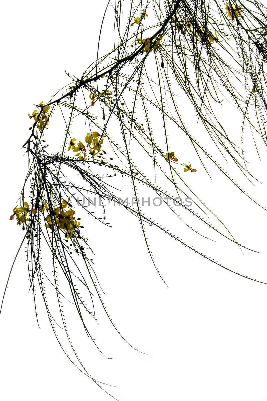 Needle shaped leaves of tree and yellow flower by Satakorn