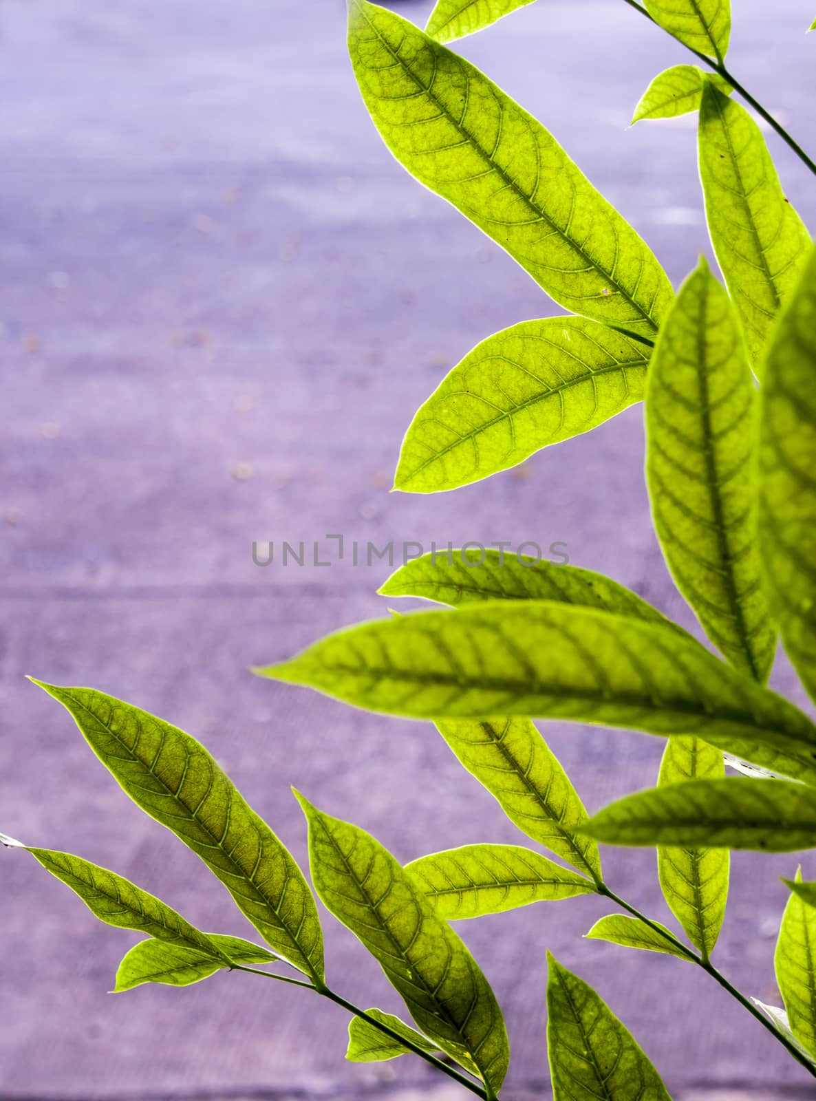 Green leaves of mahogany beside the concrete footpath