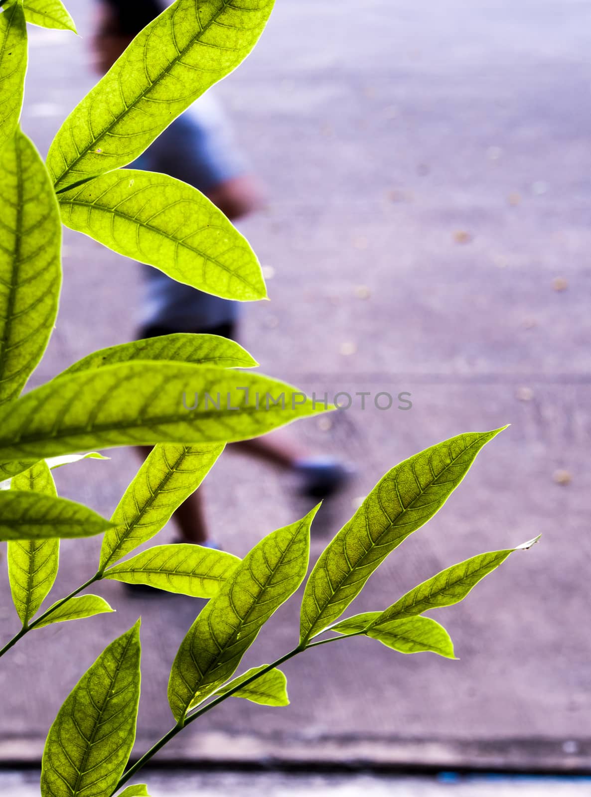 Green leaves of mahogany beside the concrete footpath by Satakorn