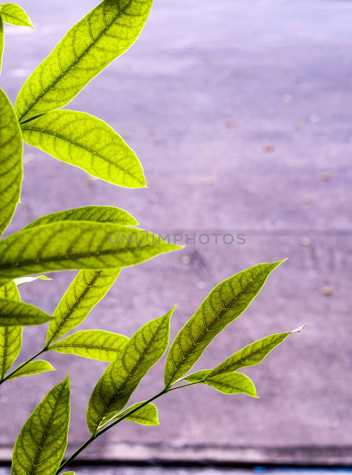 Green leaves of mahogany beside the concrete footpath by Satakorn