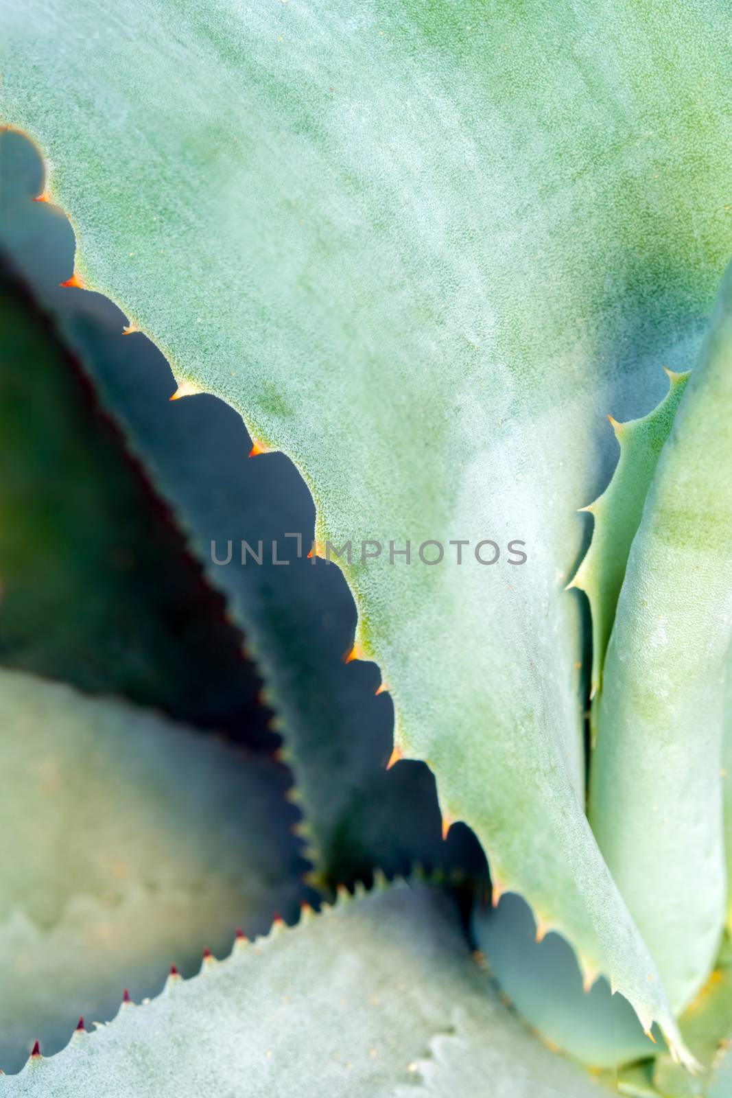 Succulent plant close-up, thorn and detail on leaves of Agave pl by Satakorn