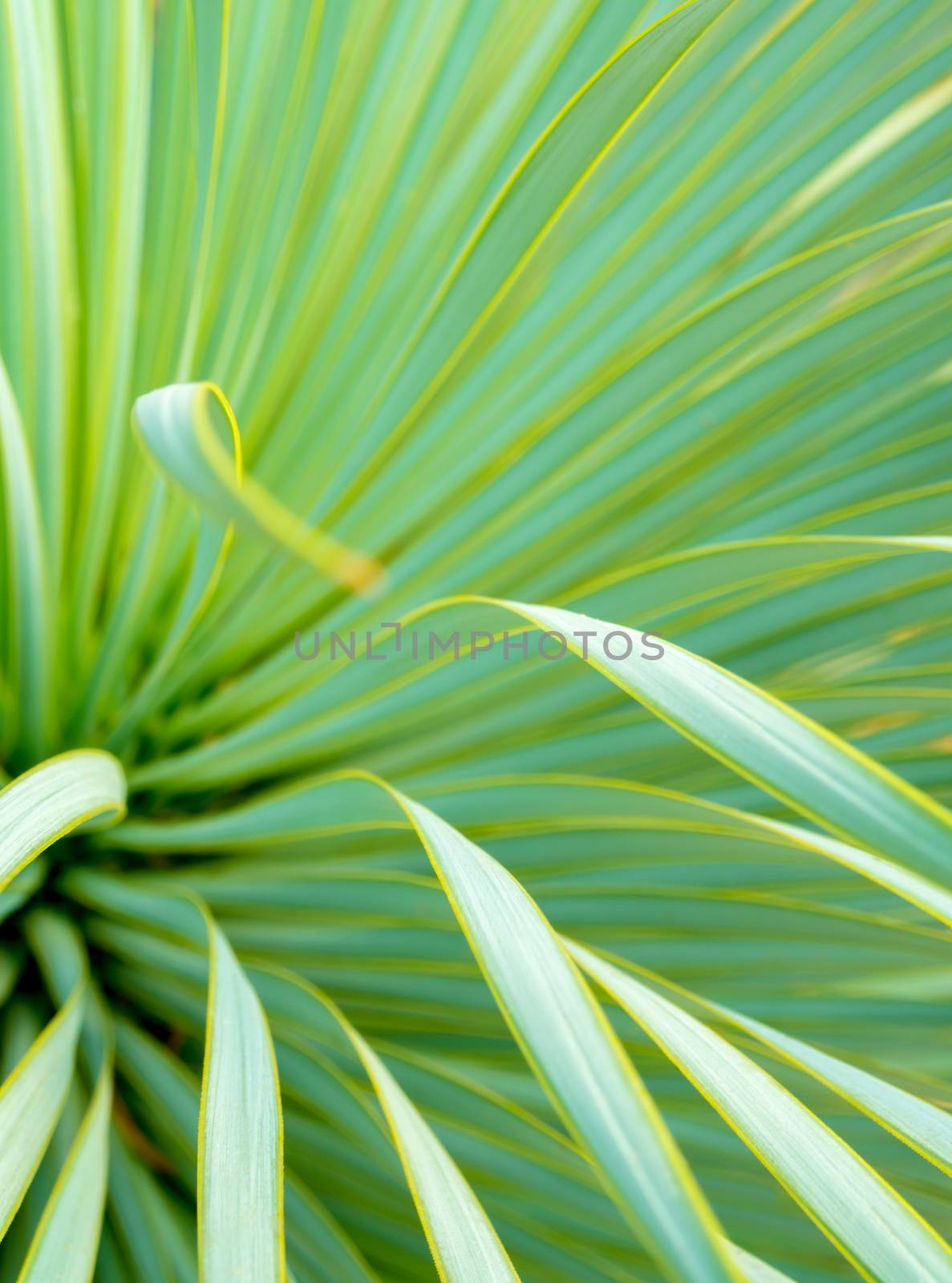 Succulent Yucca plant close-up, thorn and detail on leaves of Na by Satakorn