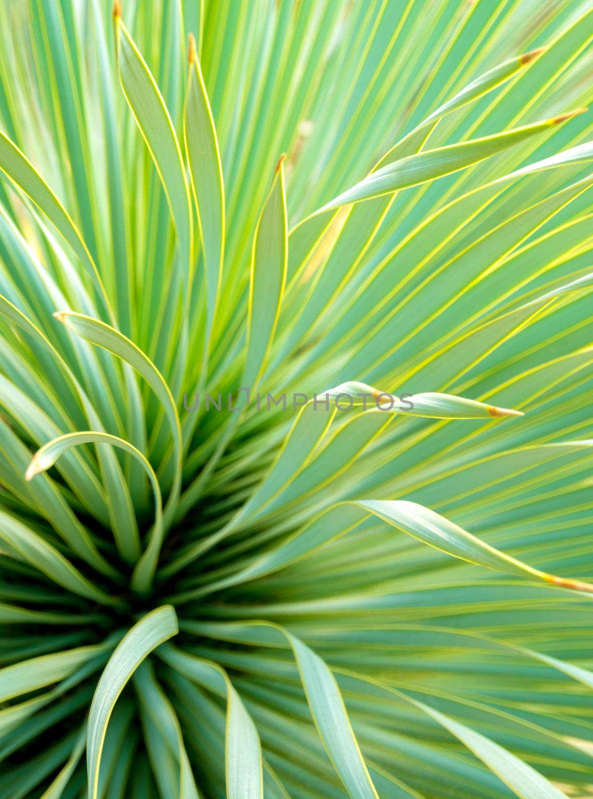 Soft and narrow leaf of Agave succulent plant, Agave Yucca Linearis, freshness leaves with thorn of Linear-Leaf Yucca