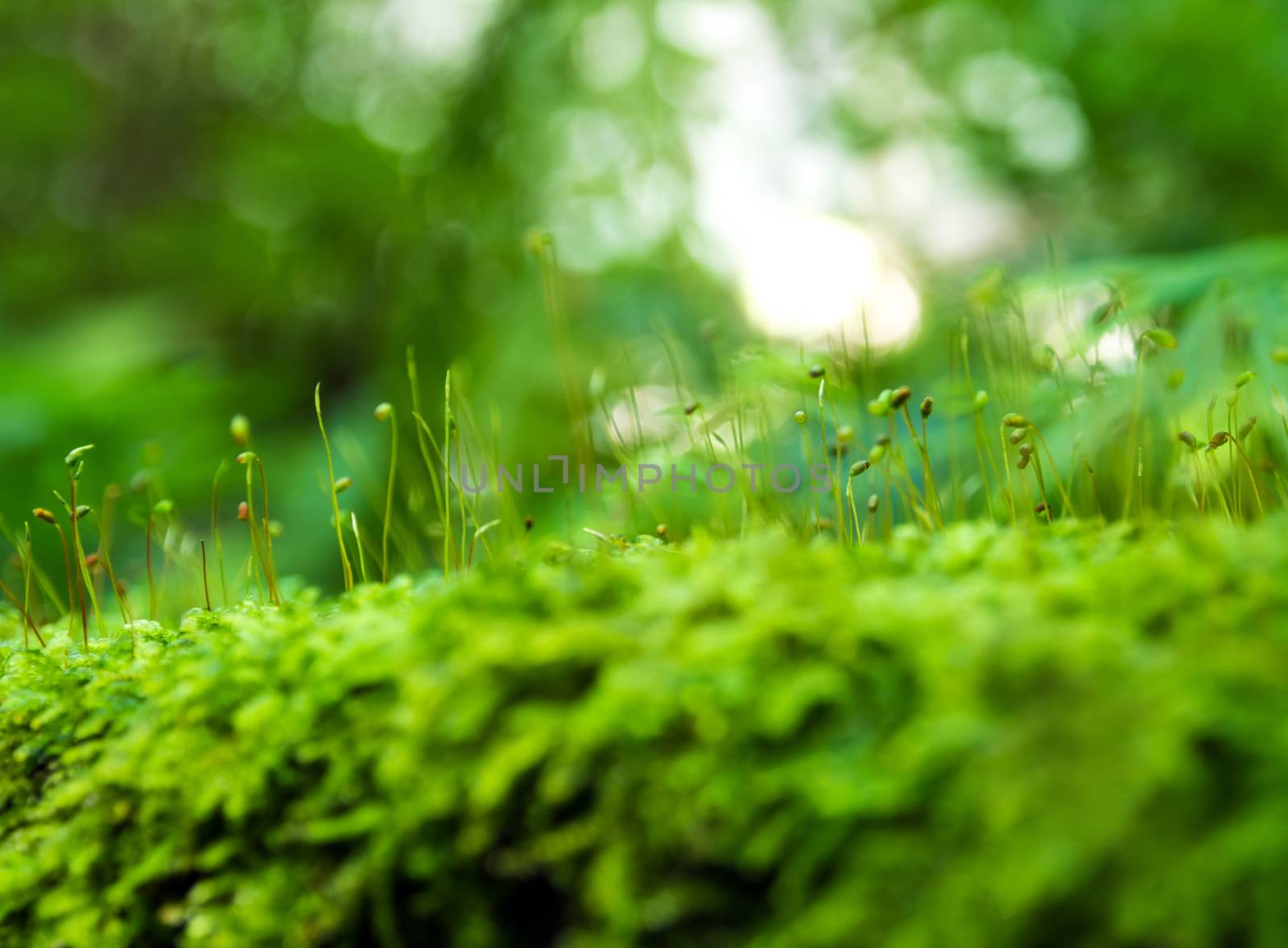 Sporophyte of freshness green moss with water drops growing in t by Satakorn