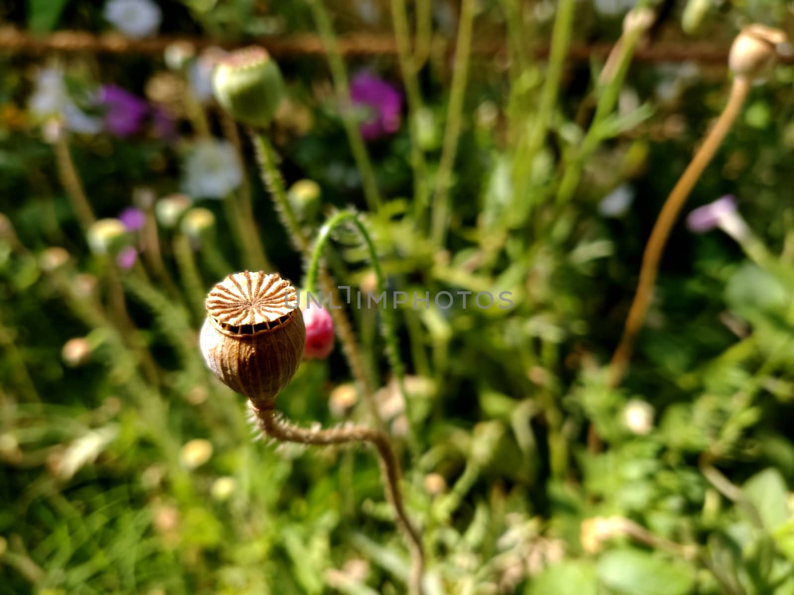 Macro of hard shelled flower bud basking in summer sunlight in india