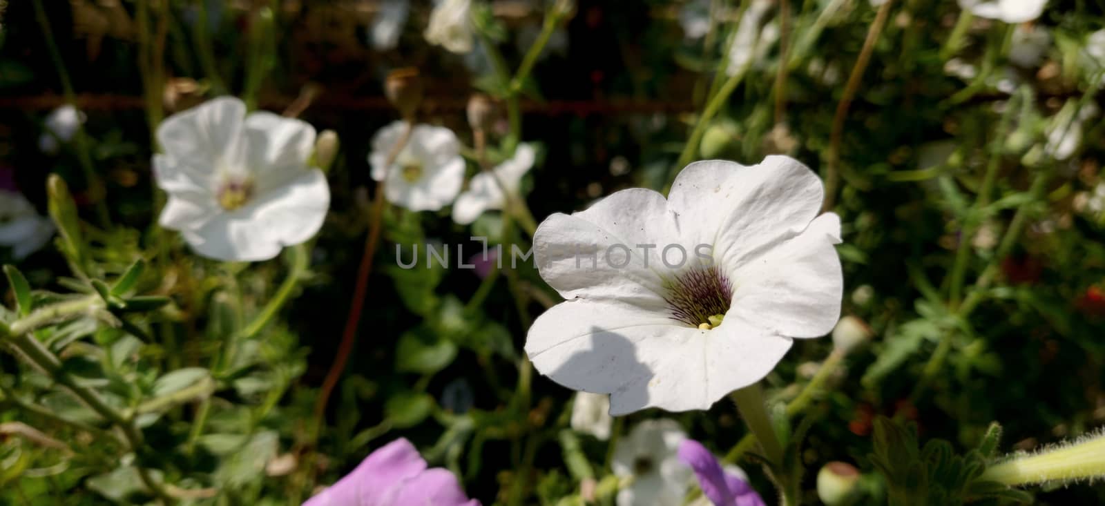White flower in sunlight in the summer season in India