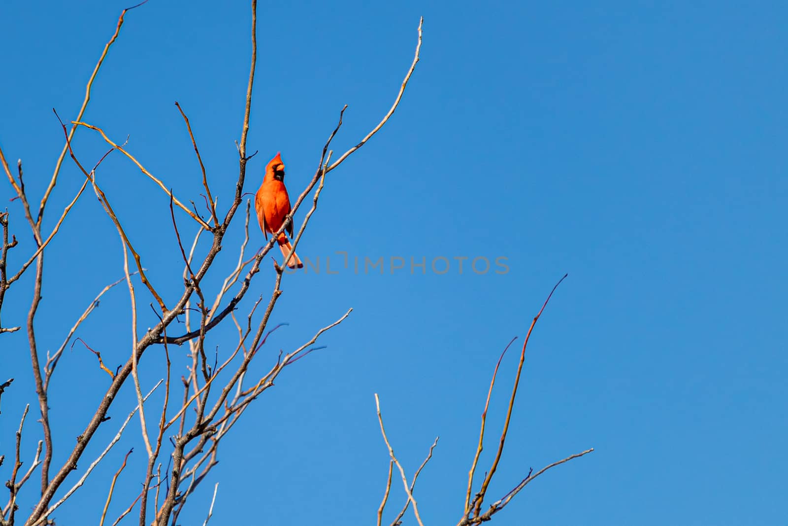 A northern cardinal, a male with vibrant red feathers, is perched on a high branch of a bare tree. Its plumage stands out against a clear blue sky.