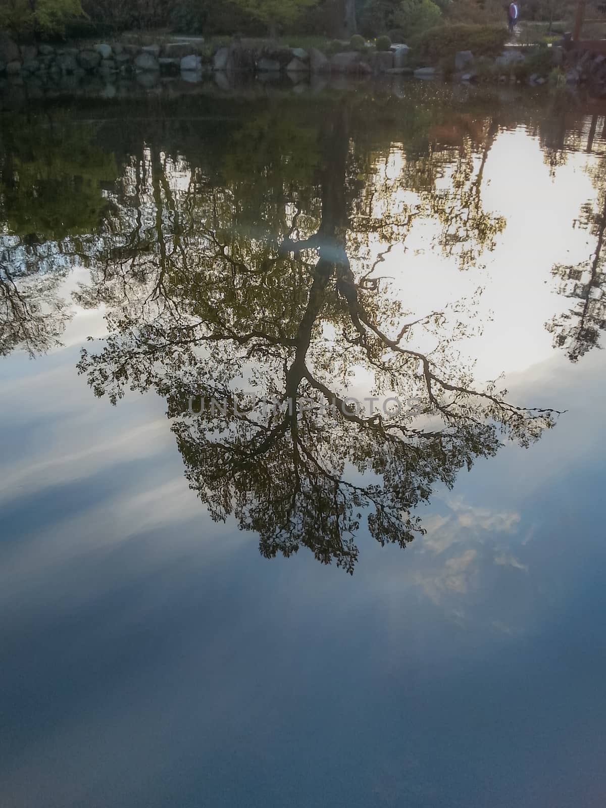 Huge tree reflecting in lake at sunny day by Wierzchu