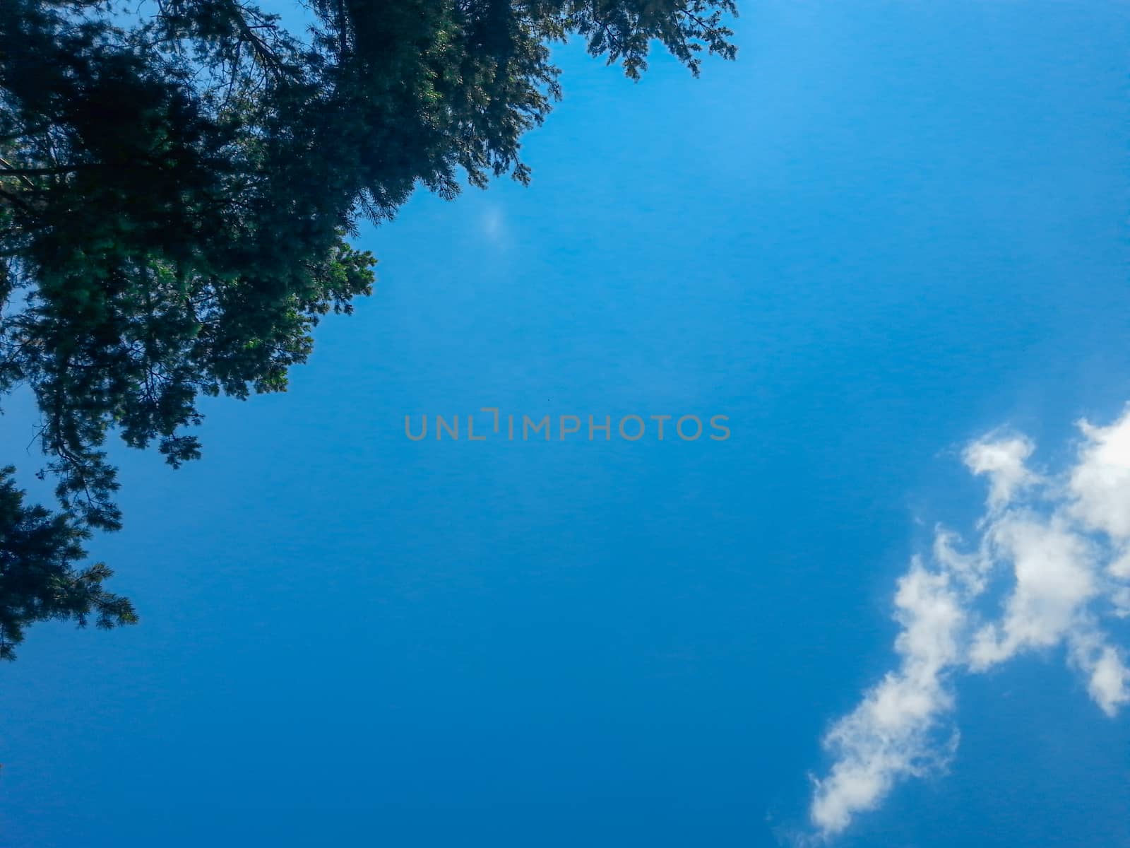 Look up to tree crowns and clouds at sunny day