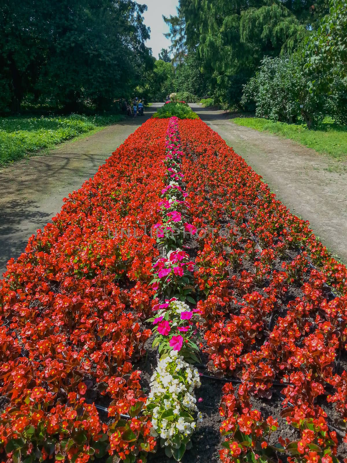 Park pathway and colorful flower path between by Wierzchu