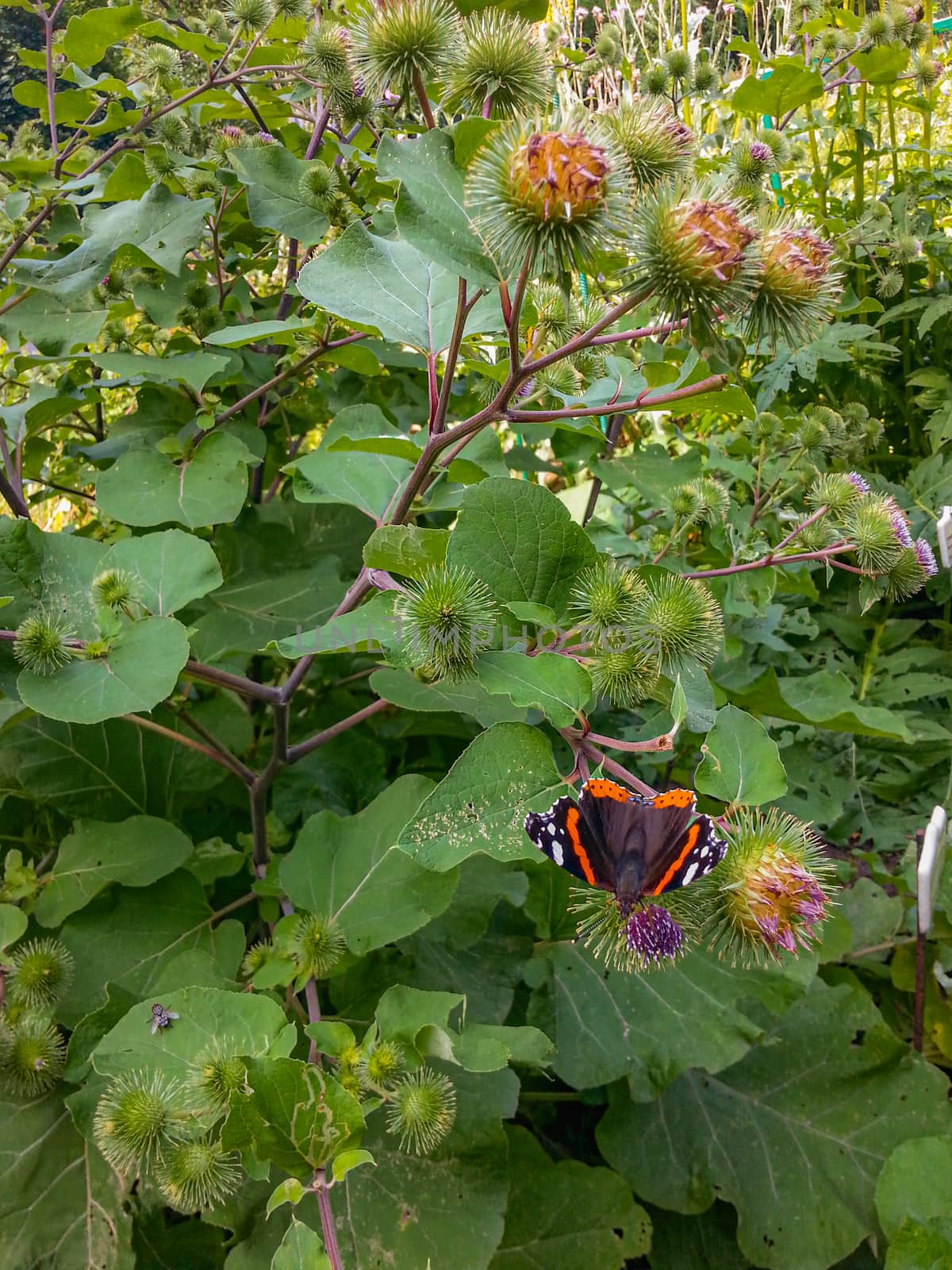 Colorful butterfly sitting on green plant in garden by Wierzchu