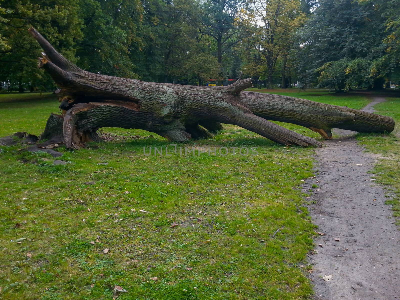 Fallen huge tree on path in south park in Wroclaw  by Wierzchu