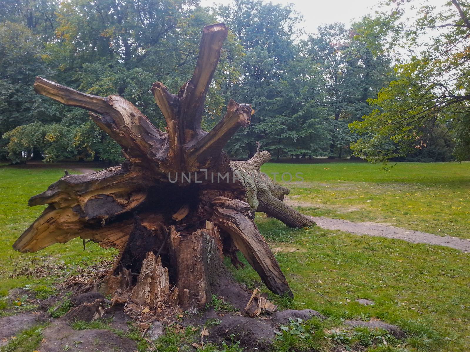 Root of Fallen huge tree on path in south park in Wroclaw 