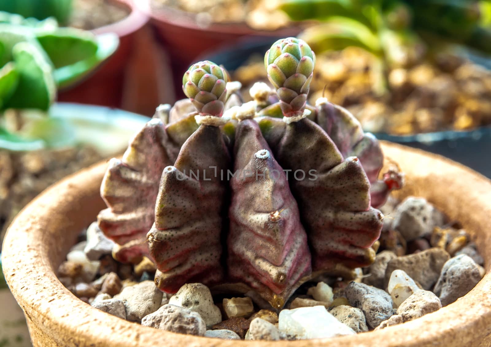 A small bud of Gymnocalycium Cactus flower by Satakorn