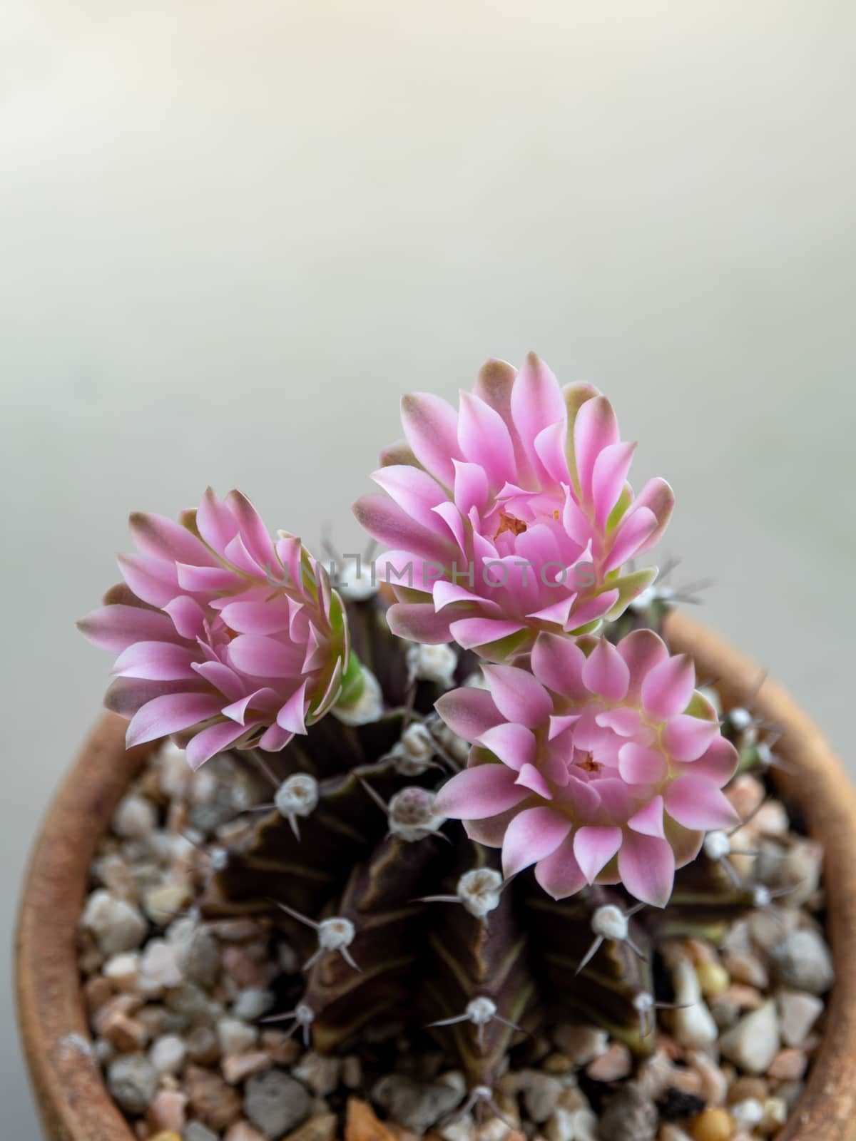 Gymnocalycium Cactus flower,close-up Pink delicate petal flower by Satakorn