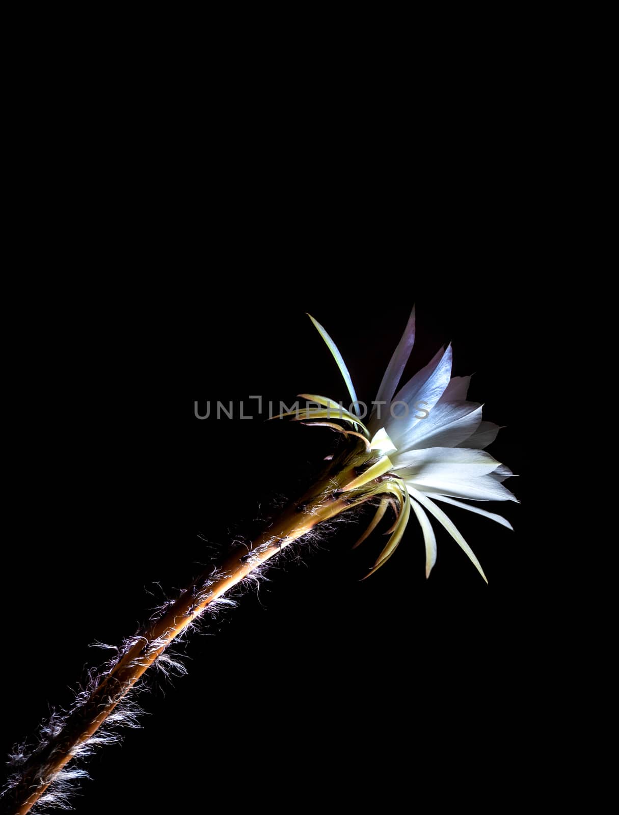 White color delicate petal with fluffy hairy of Echinopsis Cactus flower in hard light on black background