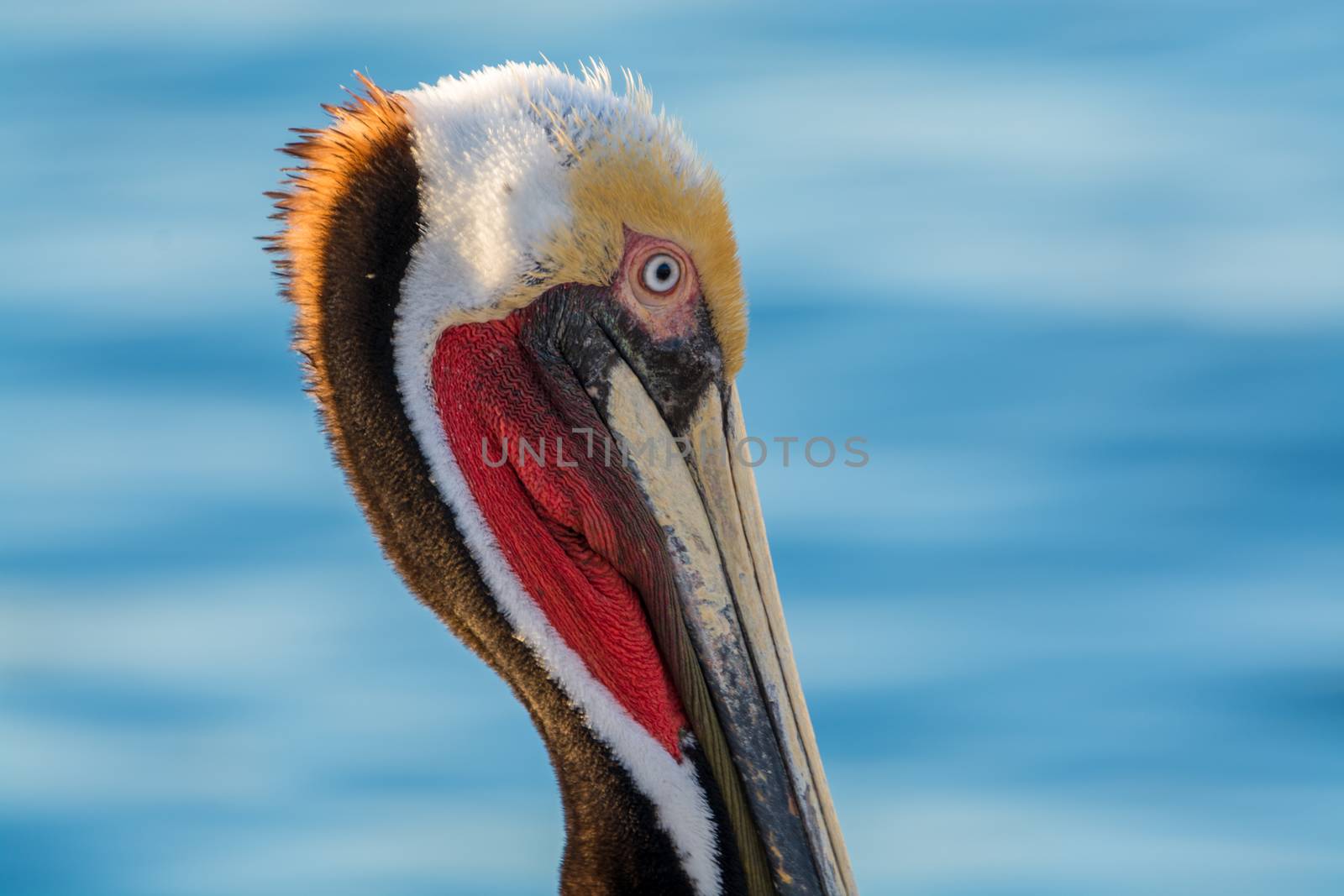 Portrait of a brown pelican facing the Atlantic ocean