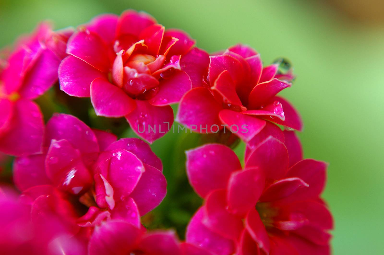 Red kalanchoe closeup