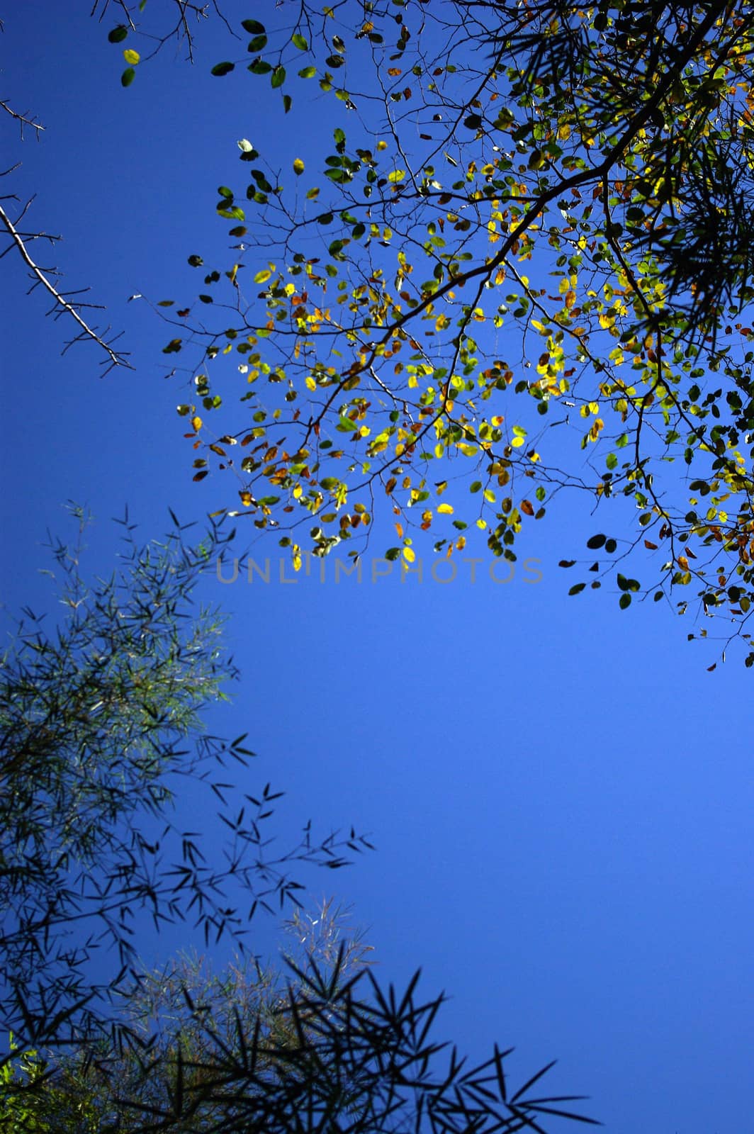 gold leaf in deciduous forest