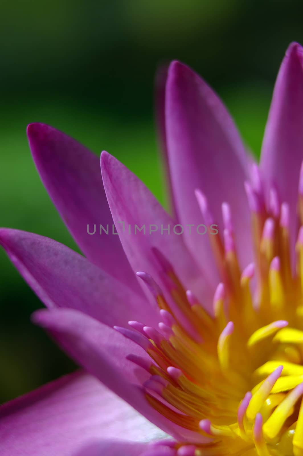 Purple petal and Yellow pollen of Water Lily