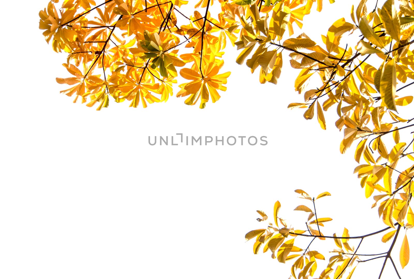 Gold color leaves of cannonball tree on clear sky and sunlight background