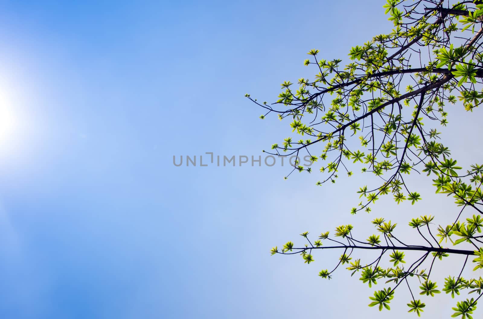 freshness leaves of cannonball tree on blue sky and sunlight background