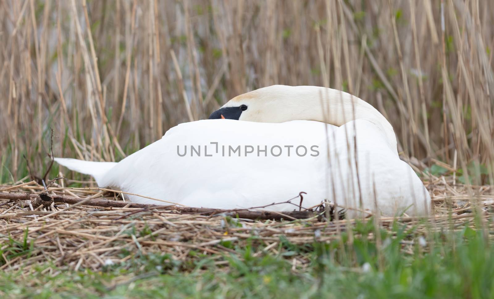 White swan on a nest in the Netherlands