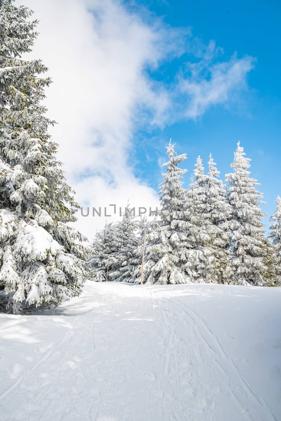 Majestic white spruces trees glowing by sunlight agains dark blue sky. Gorgeous winter scene