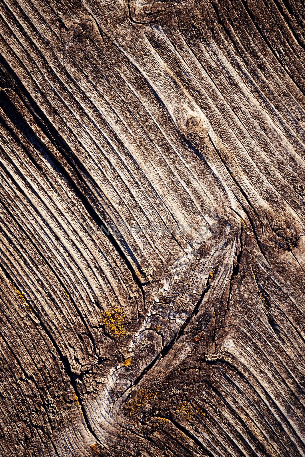 texture of old weathered board with moss by Ahojdoma