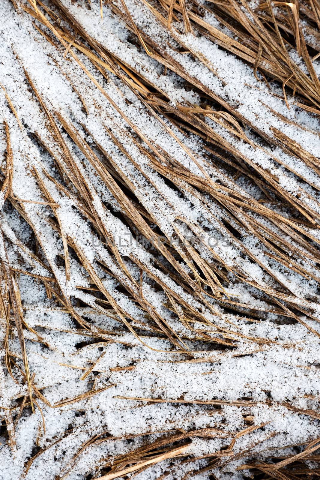 nature background or texture dry grass covered with snow