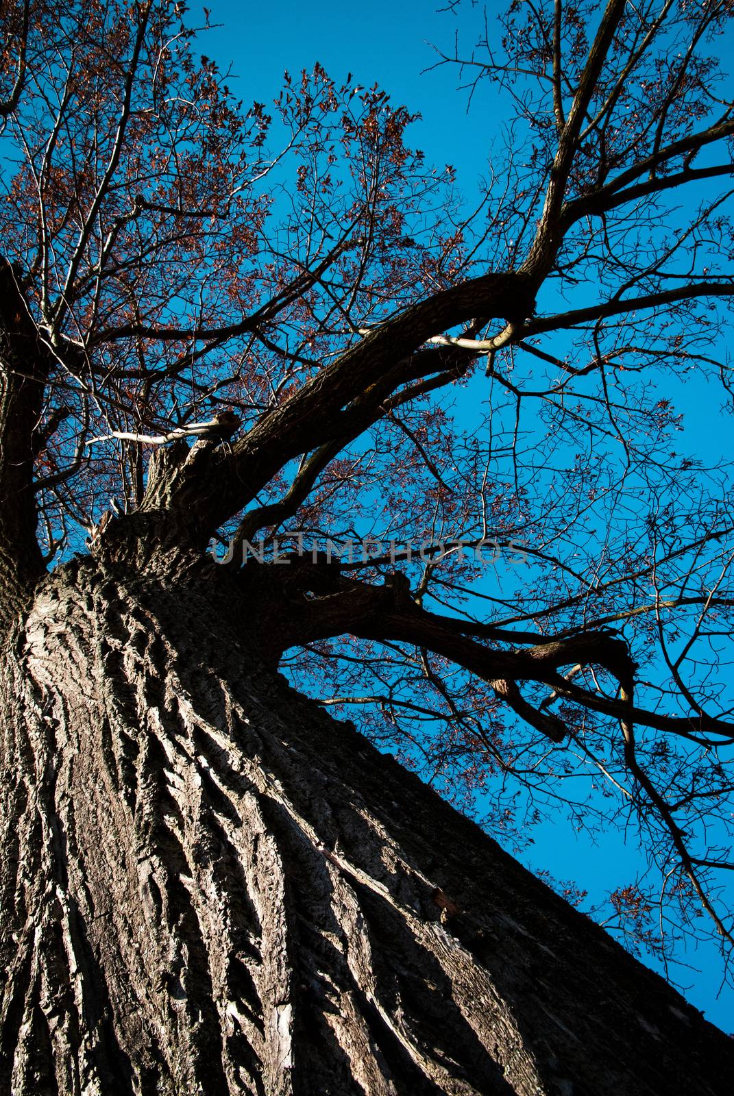 View up into the crown of an old tree by Ahojdoma