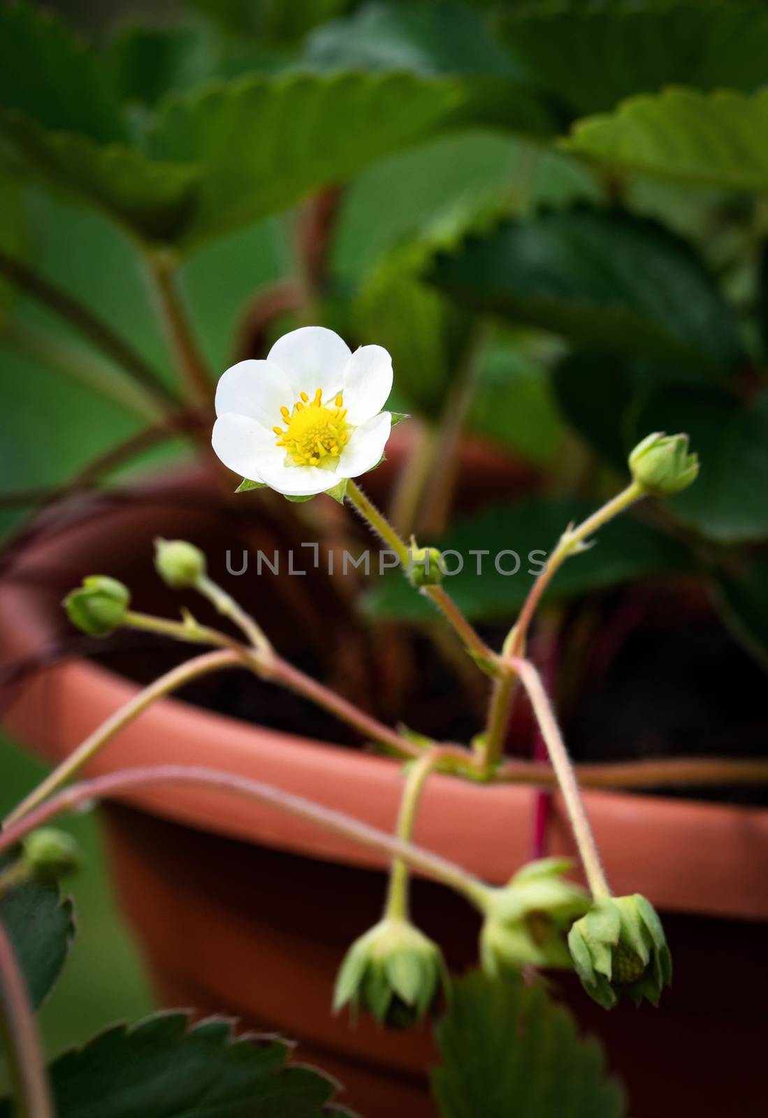 White flower strawberry in flower pot by Ahojdoma