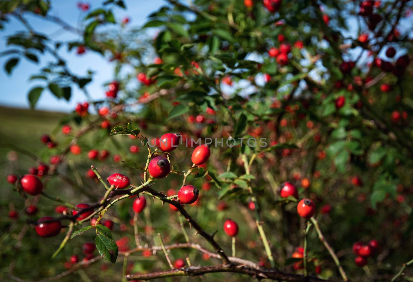 seasonal nature Autumn background with red wild Rosa canina