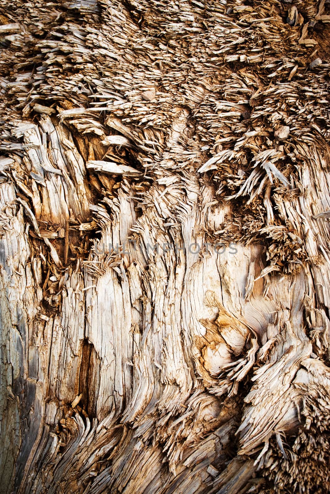 abstract background or texture of torn wood surface