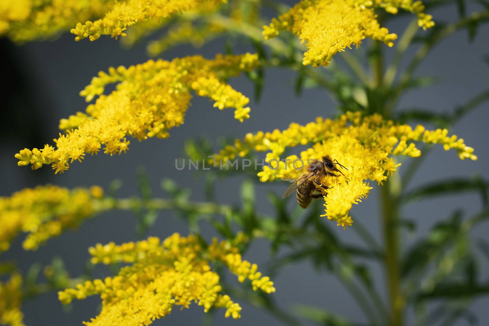 nature background flower of goldenrod with drinking bee