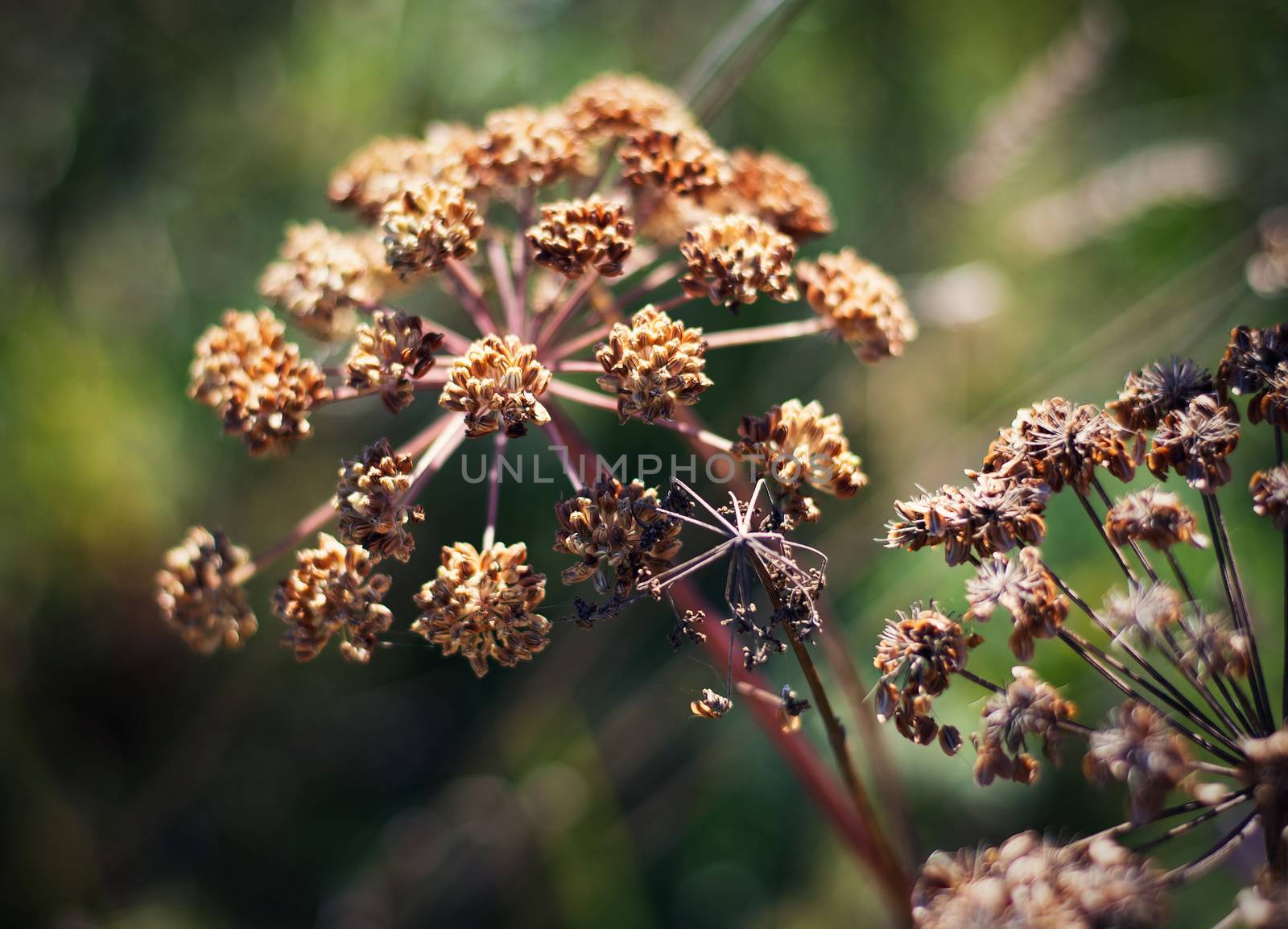 nature autumn background details dry plant wild cumin