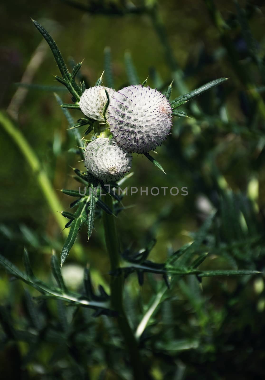 detail of blooming thistle flower by Ahojdoma