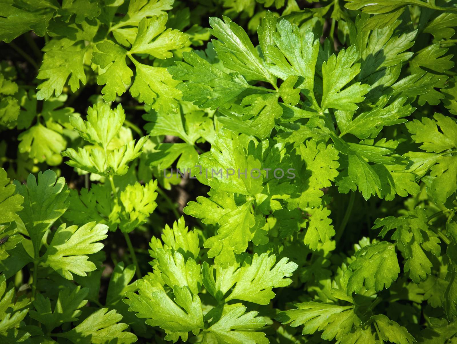 background or texture to smell green parsley