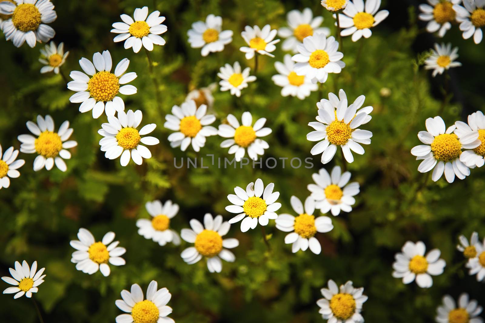 seasonal nature background small white margarette flowers