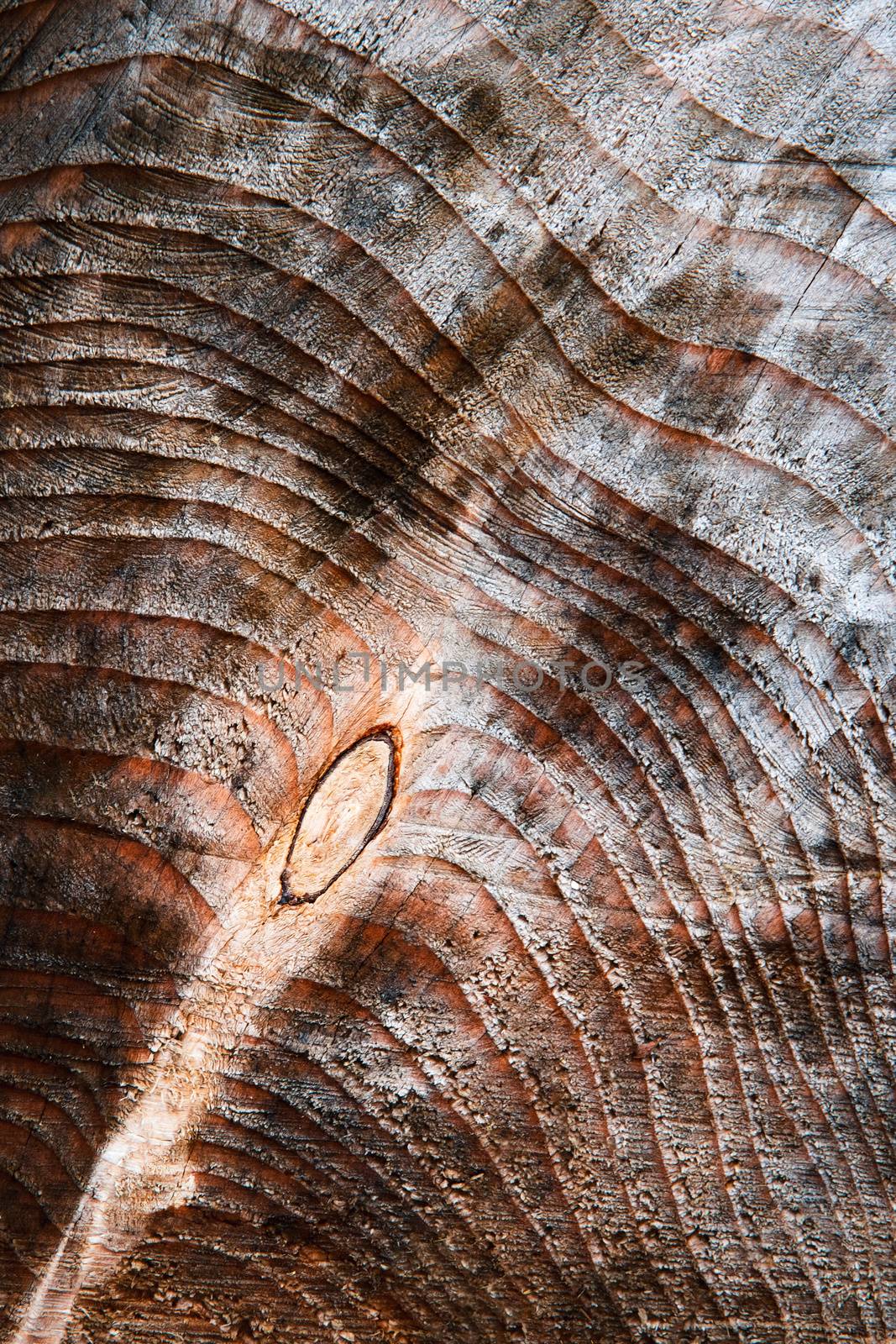 wooden dark background with tree rings by Ahojdoma