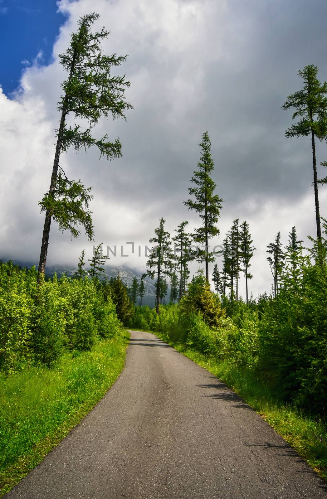 asphalt road through the mountain forest by Ahojdoma