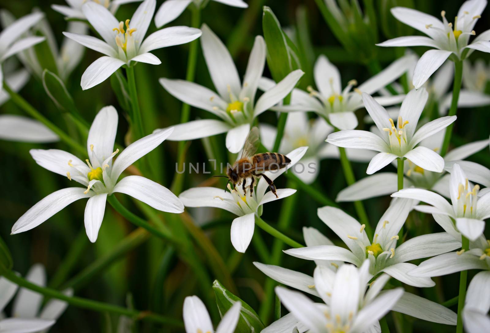 nature seasonal background bee collects nectar from a white flower