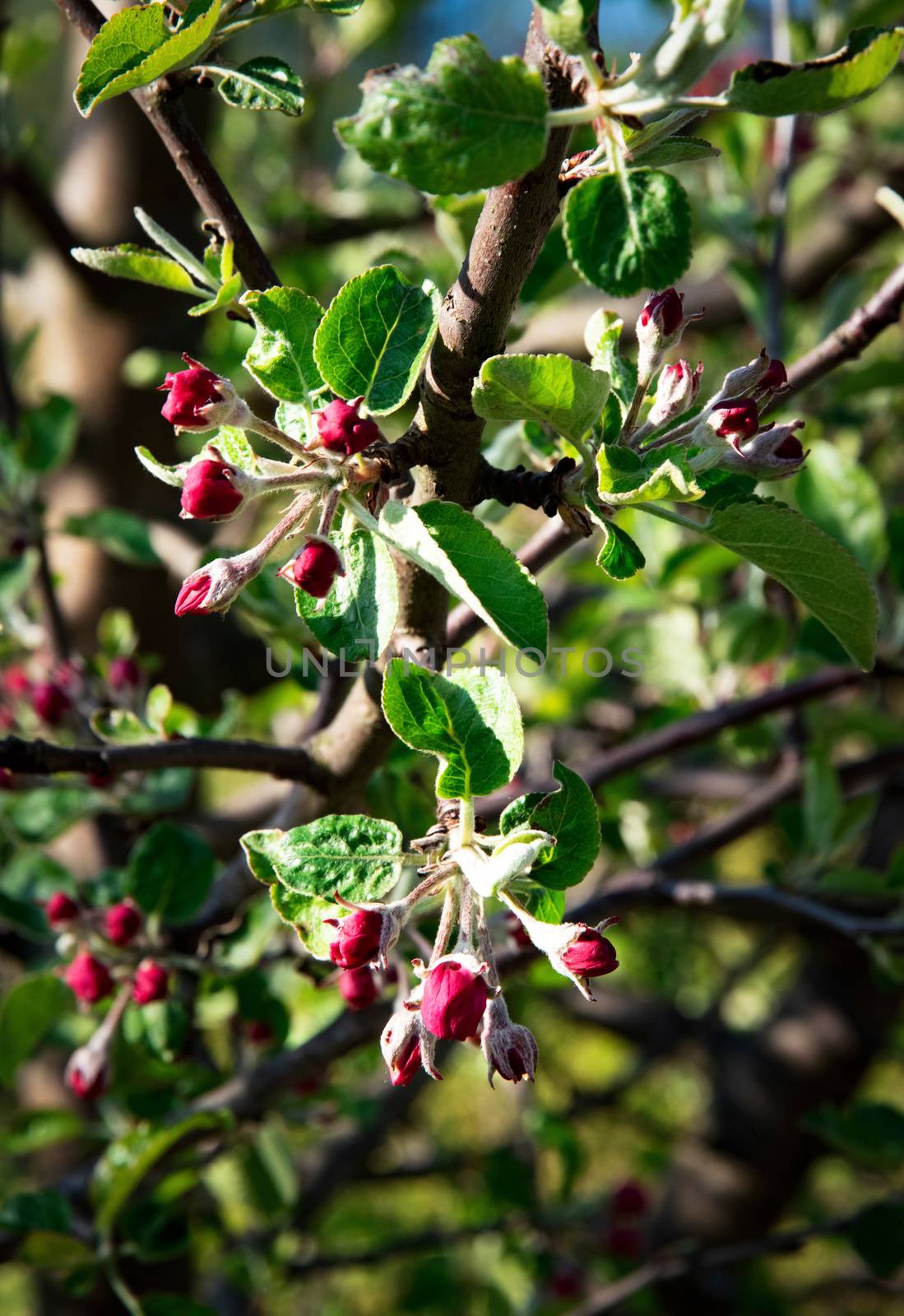 red not blooming apple tree buds by Ahojdoma