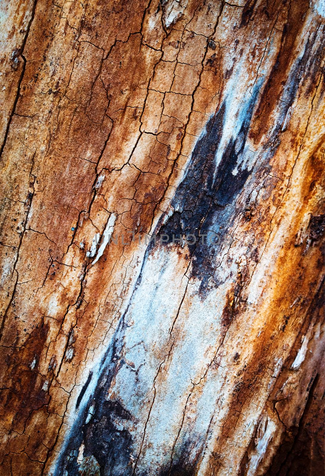 abstract surface of old rotten wood by Ahojdoma