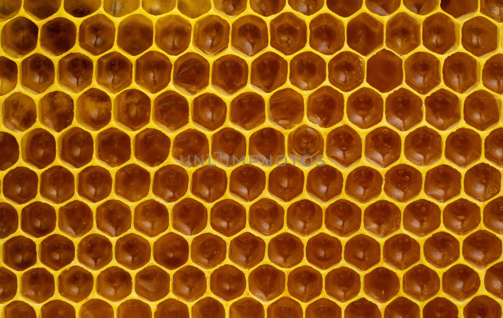 food detail background or texture immature honey in honeycombs