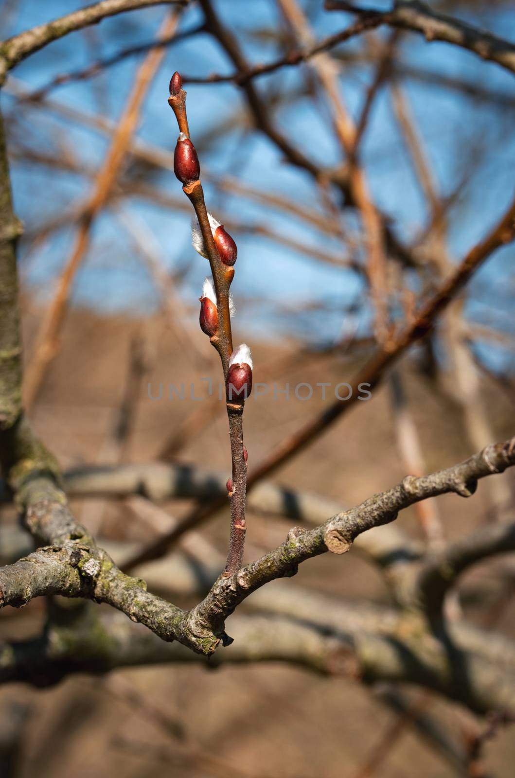 seasonal nature background spring willow twig