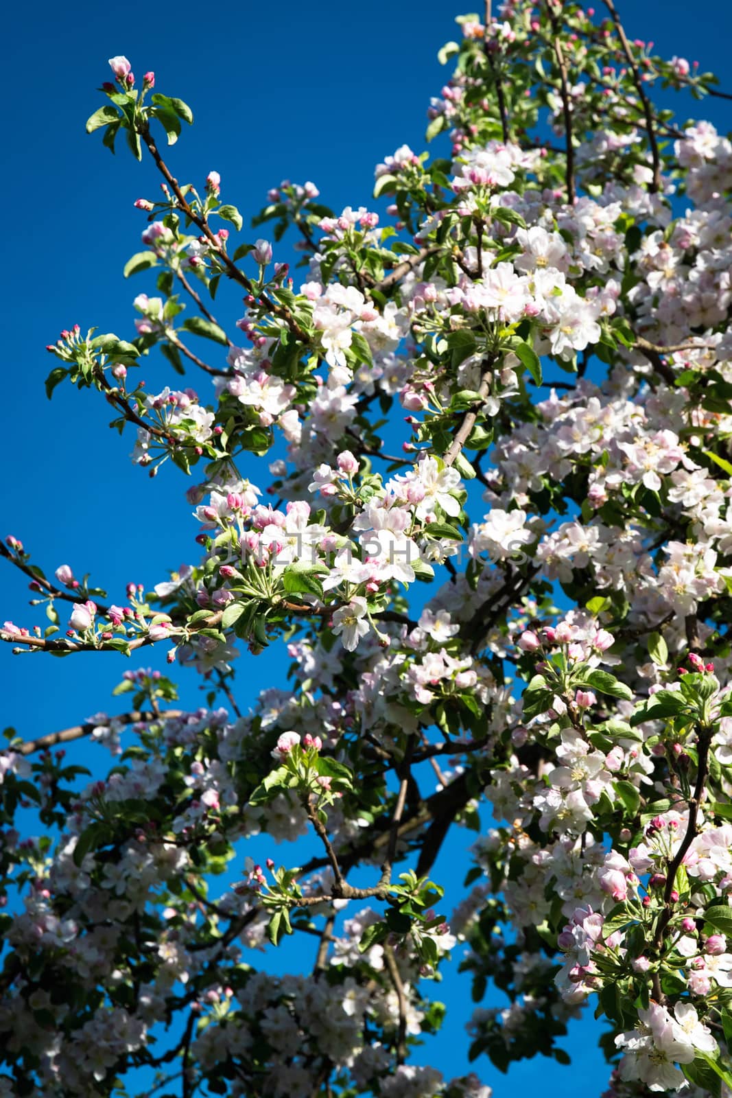 great beautiful flowers on apple tree by Ahojdoma