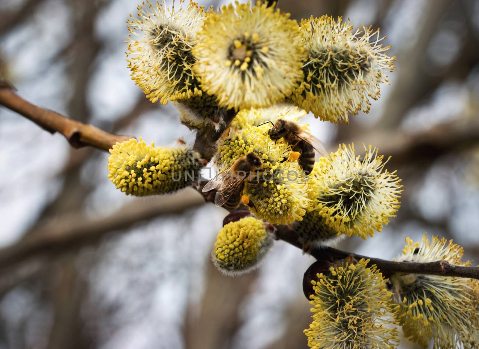 nature seasonal background two bee on yellow blooming willow