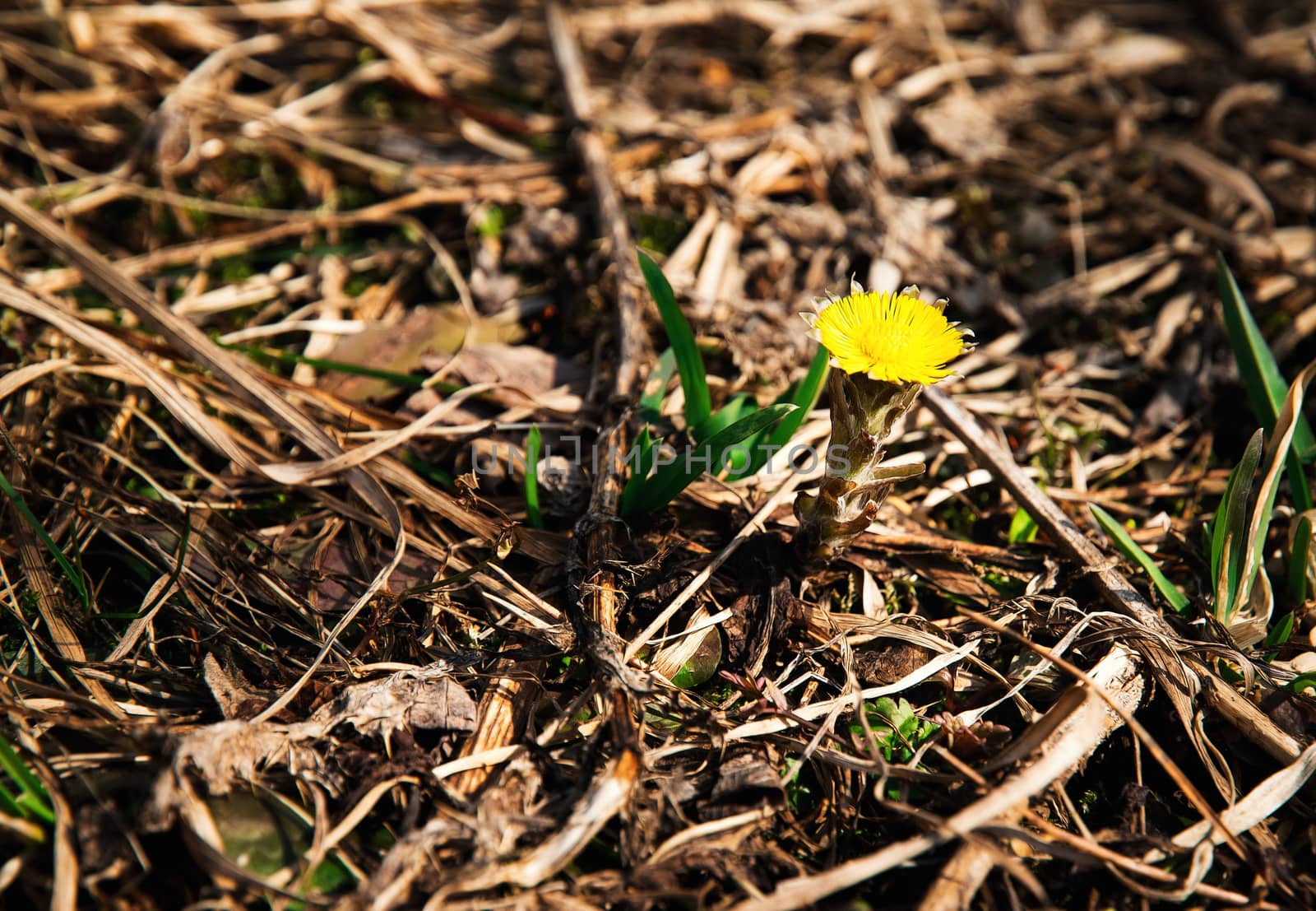 seasonal nature background One detail coltsfoot