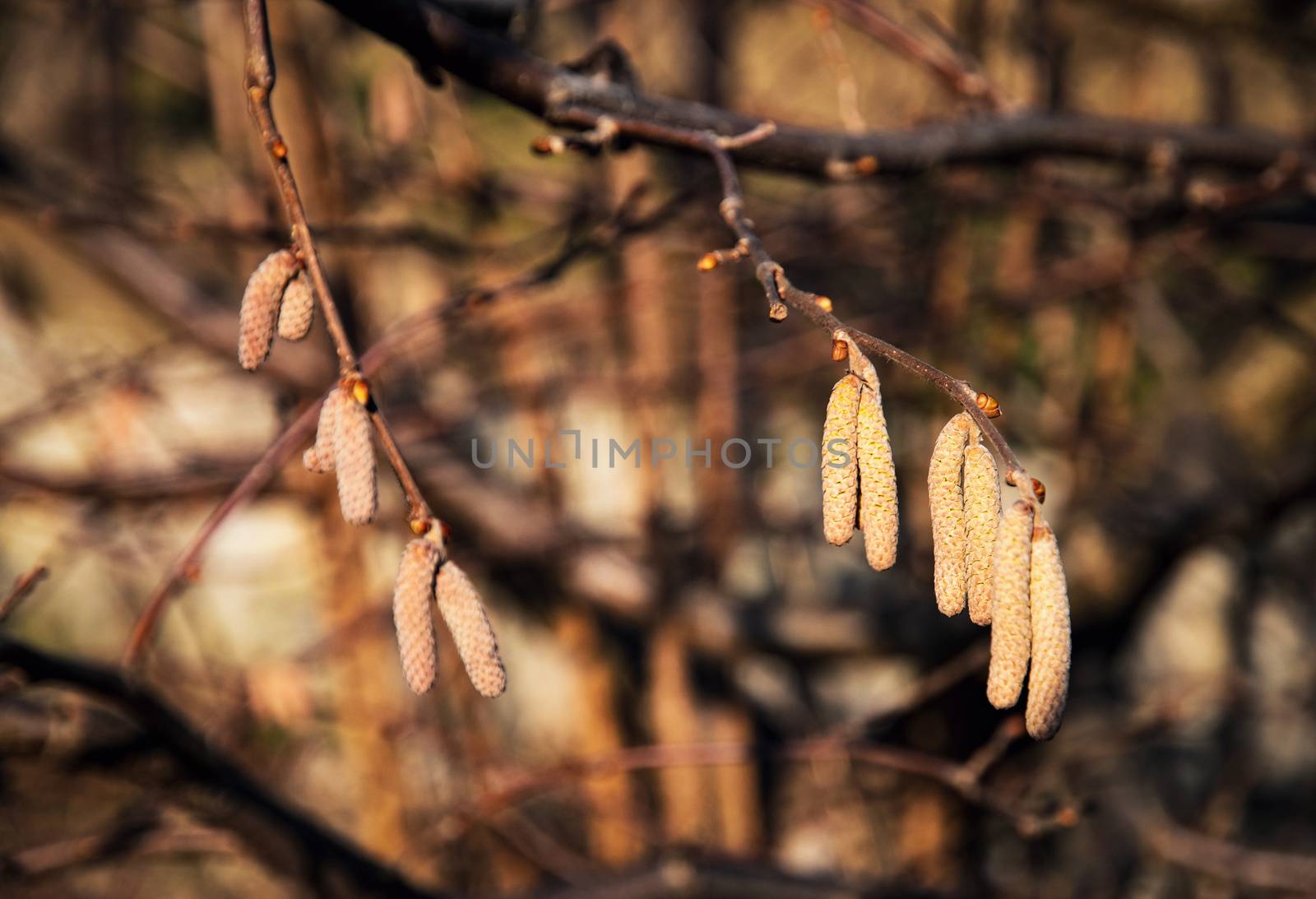 nature background detail hazel catkin bush